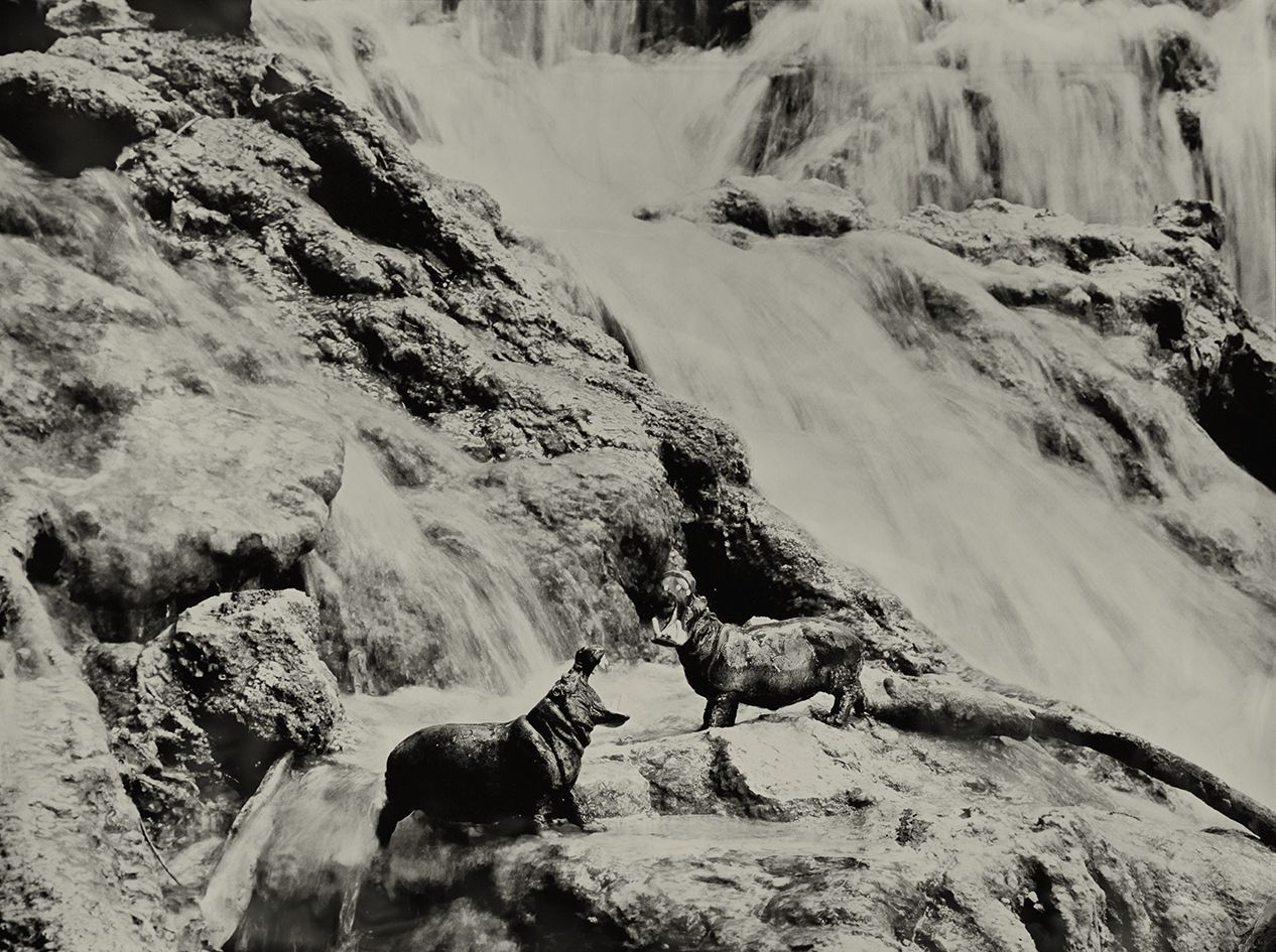 Hippopotamus Krka Falls Croatia